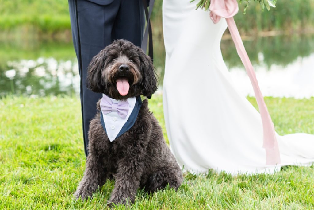 dogs on the wedding day