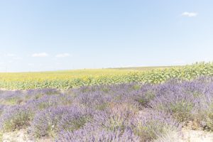 sunflower and lavender field