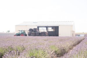 lavender farm in valensole