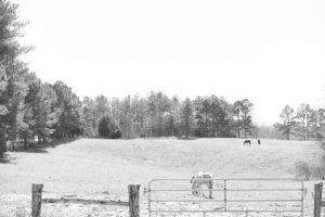 photo of farm pasture at Lexington wedding