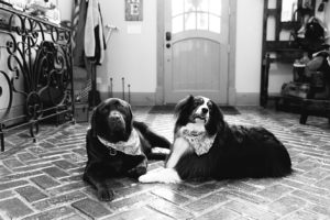 two dogs wearing bandanas during wedding day